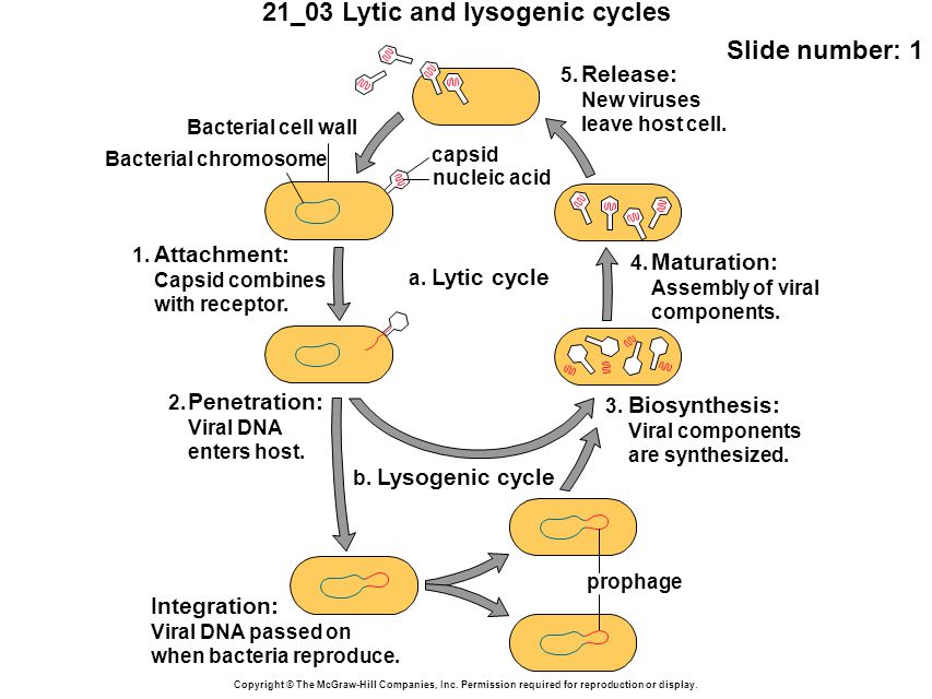 21_03 Lytic and lysogenic cycles Slide number: 1 Copyright © The McGraw-Hill Companies, Inc.