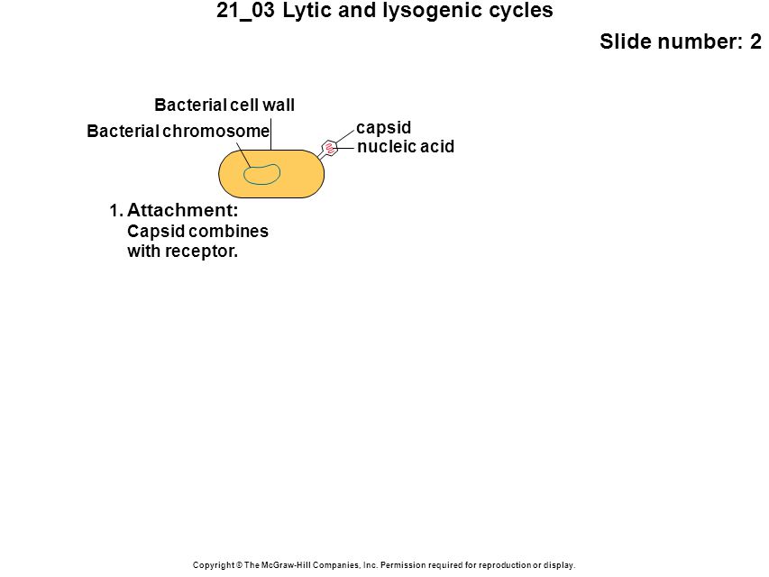 21_03 Lytic and lysogenic cycles Slide number: 2 Copyright © The McGraw-Hill Companies, Inc.