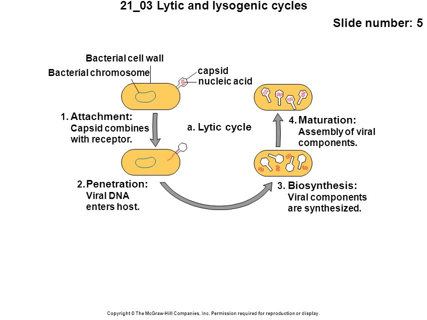 21_03 Lytic and lysogenic cycles Slide number: 5 Copyright © The McGraw-Hill Companies, Inc.