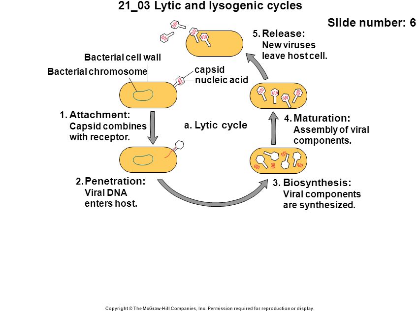 21_03 Lytic and lysogenic cycles Slide number: 6 Copyright © The McGraw-Hill Companies, Inc.