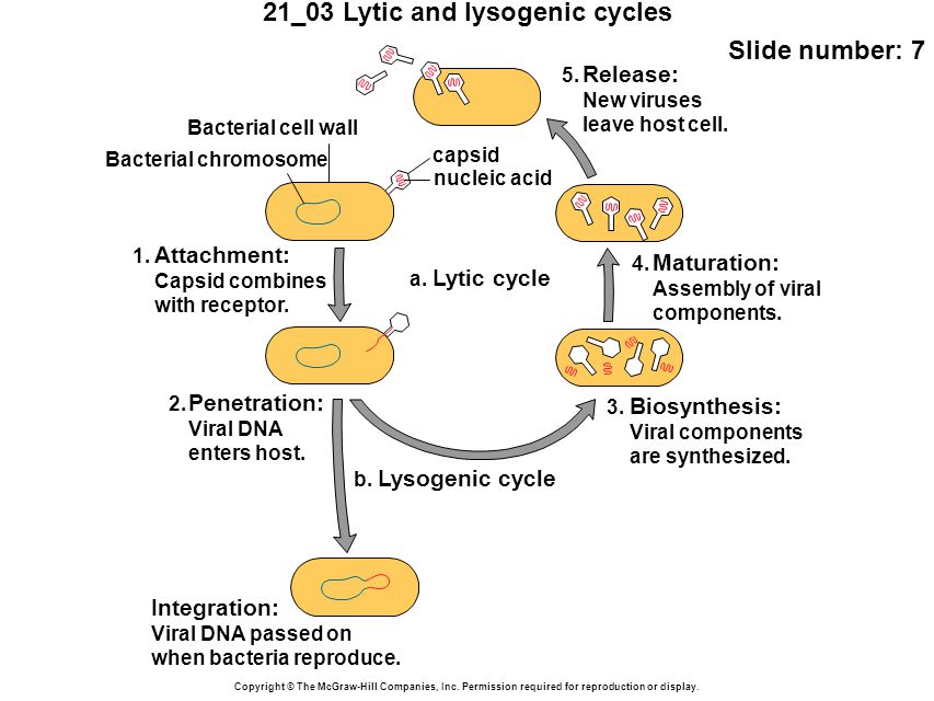 21_03 Lytic and lysogenic cycles Slide number: 7 Copyright © The McGraw-Hill Companies, Inc.