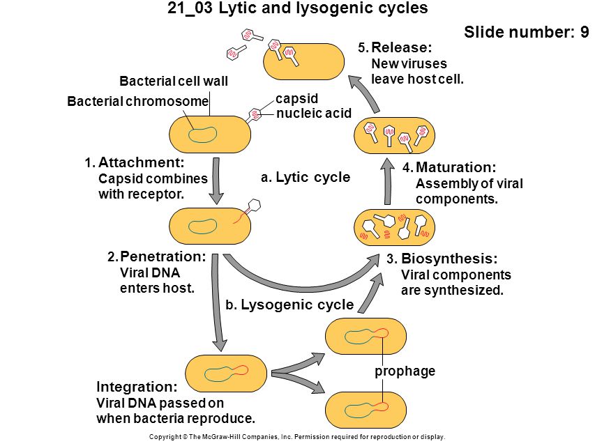 21_03 Lytic and lysogenic cycles Slide number: 9 Copyright © The McGraw-Hill Companies, Inc.