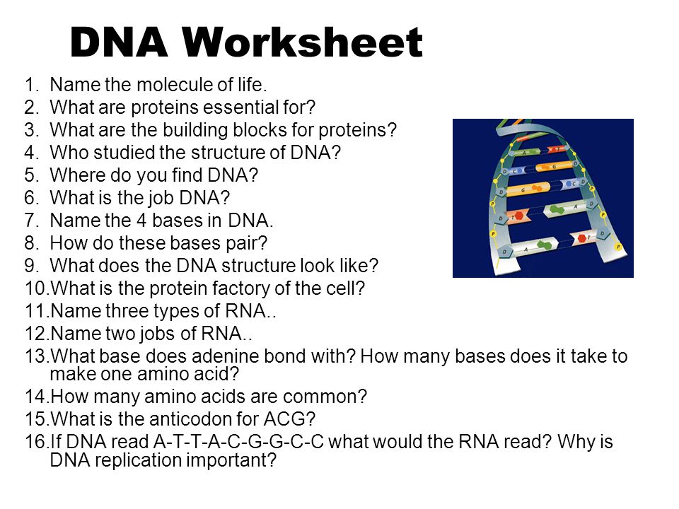 Worksheets Dna The Molecule Of Heredity Worksheet Key collection of dna the molecule heredity worksheet key sharebrowse sharebrowse