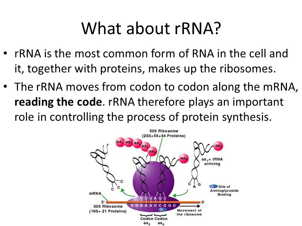 what is rrna