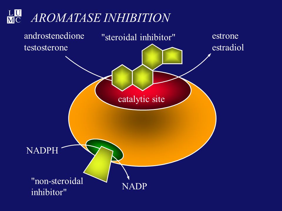 AROMATASE INHIBITION androstenedione testosterone estrone estradiol NADPH NADP catalytic site steroidal inhibitor non-steroidal inhibitor