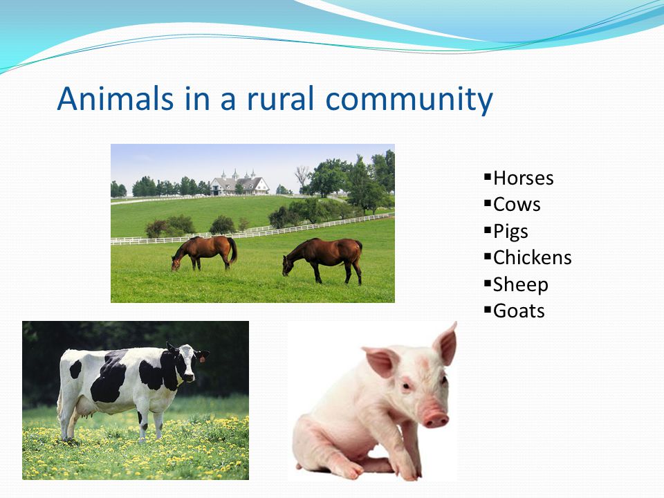Animals in a rural community  Horses  Cows  Pigs  Chickens  Sheep  Goats