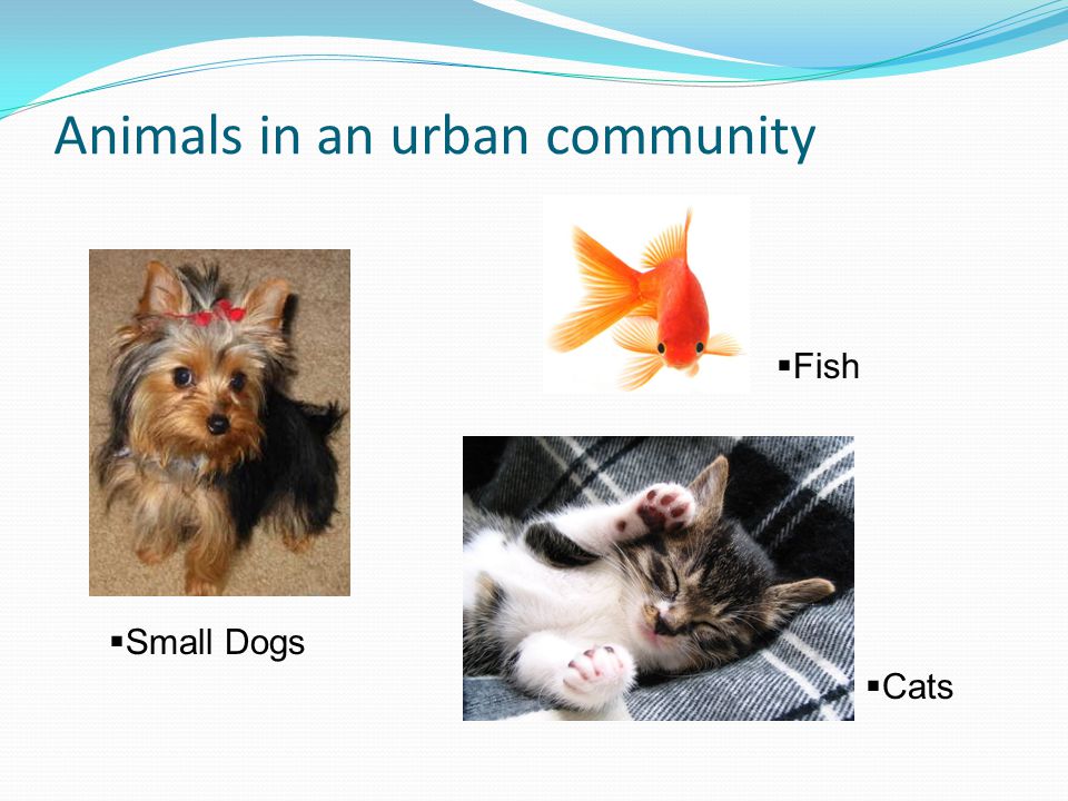 Animals in an urban community  Small Dogs  Fish  Cats