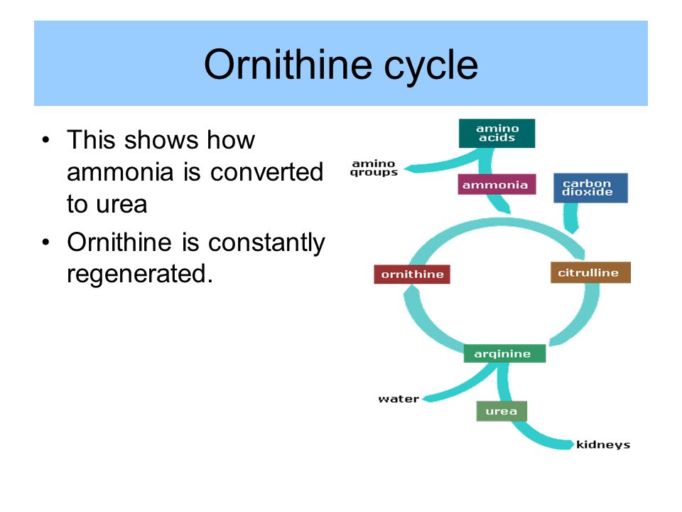 higher human biology chapter 23 removal of materials from the blood water and carbon dioxide combine to form