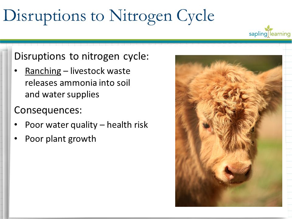 Disruptions to nitrogen cycle: Ranching – livestock waste releases ammonia into soil and water supplies Consequences: Poor water quality – health risk Poor plant growth Disruptions to Nitrogen Cycle