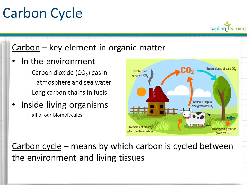 Carbon – key element in organic matter In the environment – Carbon dioxide (CO 2 ) gas in atmosphere and sea water – Long carbon chains in fuels Inside living organisms – all of our biomolecules Carbon cycle – means by which carbon is cycled between the environment and living tissues Carbon Cycle