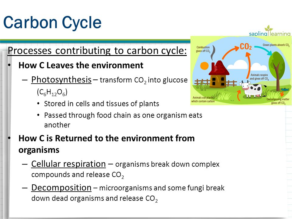 Processes contributing to carbon cycle: How C Leaves the environment – Photosynthesis – transform CO 2 into glucose (C 6 H 12 O 6 ) Stored in cells and tissues of plants Passed through food chain as one organism eats another How C is Returned to the environment from organisms – Cellular respiration – organisms break down complex compounds and release CO 2 – Decomposition – microorganisms and some fungi break down dead organisms and release CO 2 Carbon Cycle