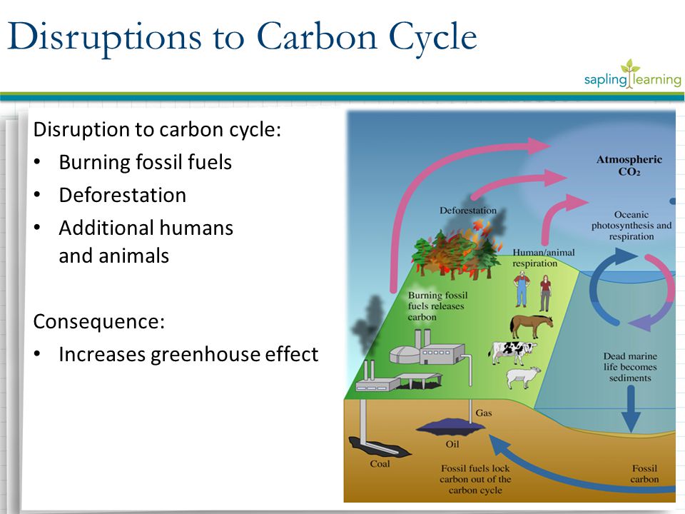 Disruption to carbon cycle: Burning fossil fuels Deforestation Additional humans and animals Consequence: Increases greenhouse effect Disruptions to Carbon Cycle