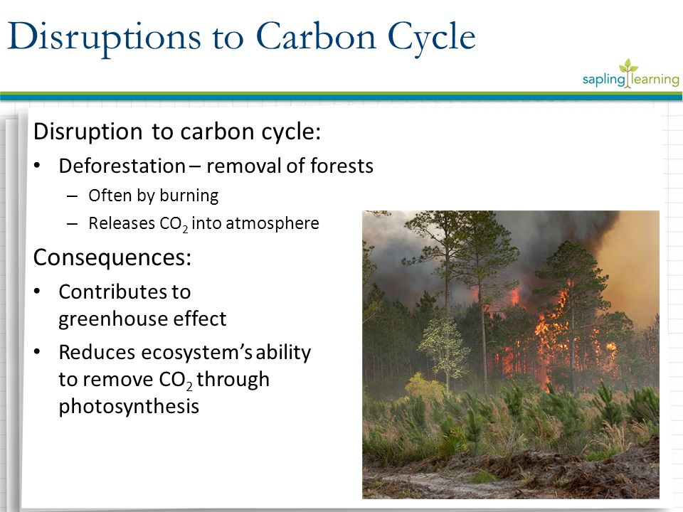 Disruption to carbon cycle: Deforestation – removal of forests – Often by burning – Releases CO 2 into atmosphere Consequences: Contributes to greenhouse effect Reduces ecosystem’s ability to remove CO 2 through photosynthesis Disruptions to Carbon Cycle