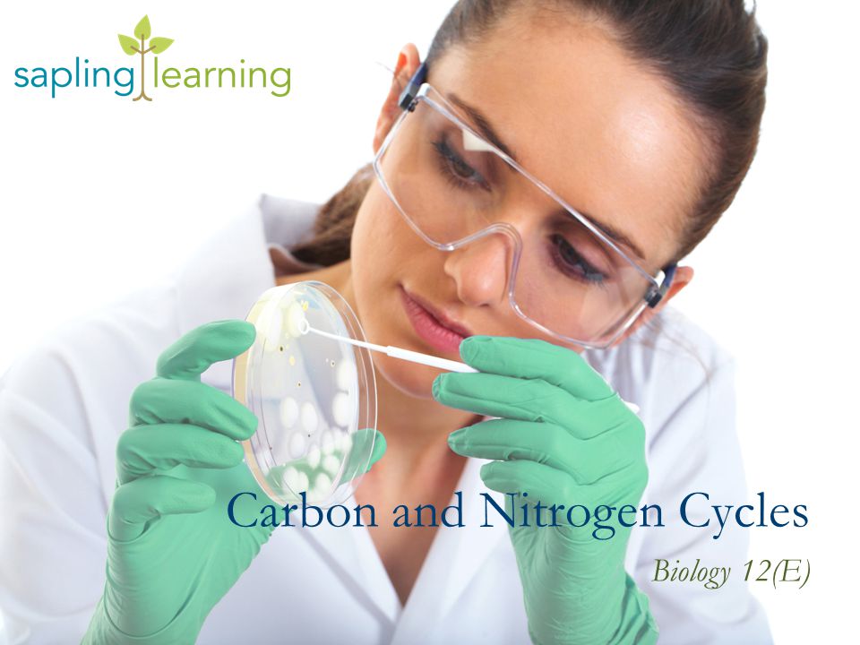 Carbon and Nitrogen Cycles Biology 12(E)