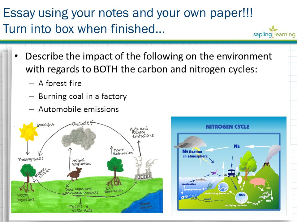 Describe the impact of the following on the environment with regards to BOTH the carbon and nitrogen cycles: – A forest fire – Burning coal in a factory – Automobile emissions Essay using your notes and your own paper!!.