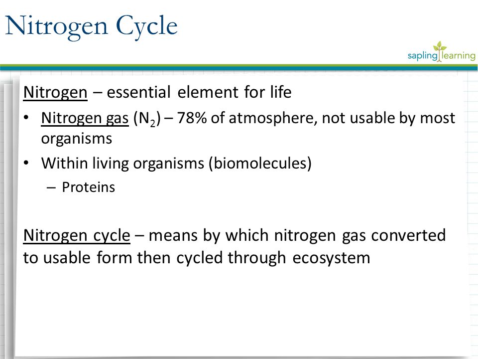 Nitrogen – essential element for life Nitrogen gas (N 2 ) – 78% of atmosphere, not usable by most organisms Within living organisms (biomolecules) – Proteins Nitrogen cycle – means by which nitrogen gas converted to usable form then cycled through ecosystem Nitrogen Cycle