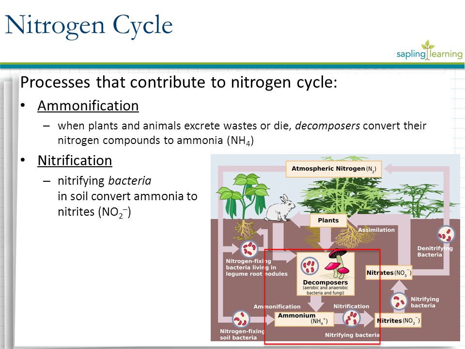 Processes that contribute to nitrogen cycle: Ammonification – when plants and animals excrete wastes or die, decomposers convert their nitrogen compounds to ammonia (NH 4 ) Nitrification – nitrifying bacteria in soil convert ammonia to nitrites (NO 2 – ) Nitrogen Cycle