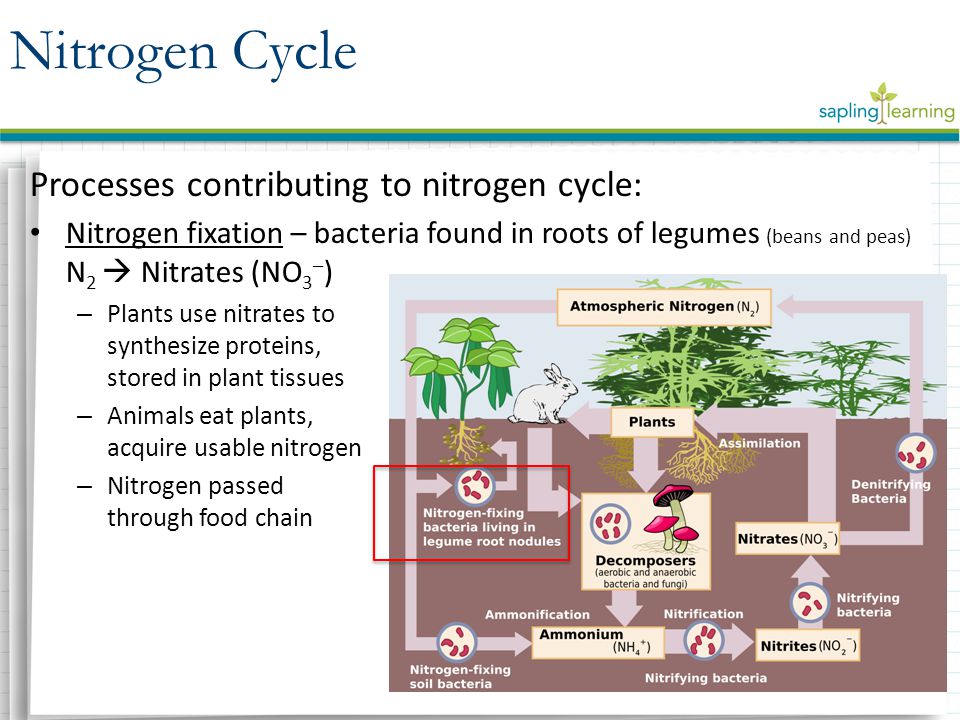 Processes contributing to nitrogen cycle: Nitrogen fixation – bacteria found in roots of legumes (beans and peas) N 2  Nitrates (NO 3 – ) – Plants use nitrates to synthesize proteins, stored in plant tissues – Animals eat plants, acquire usable nitrogen – Nitrogen passed through food chain Nitrogen Cycle