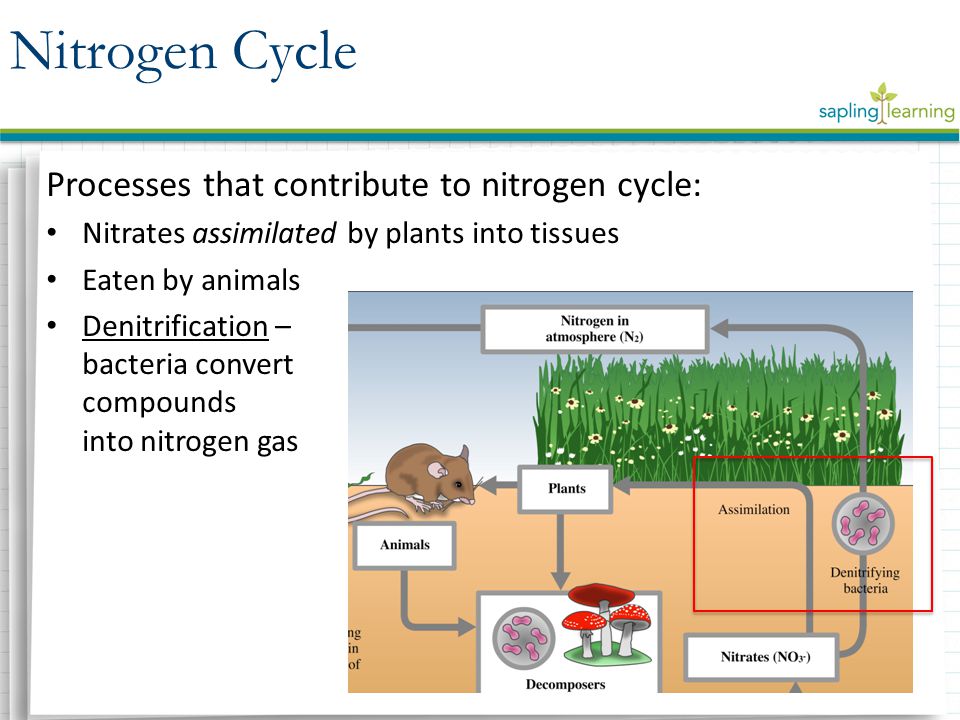 Processes that contribute to nitrogen cycle: Nitrates assimilated by plants into tissues Eaten by animals Denitrification – bacteria convert compounds into nitrogen gas Nitrogen Cycle