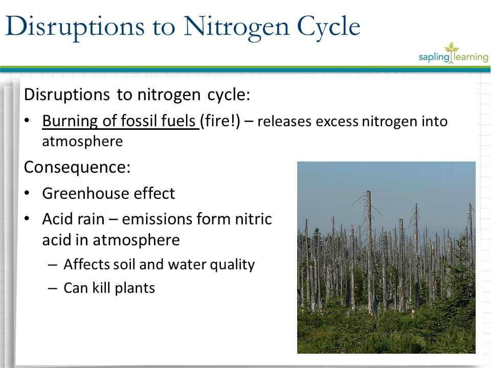Disruptions to nitrogen cycle: Burning of fossil fuels (fire!) – releases excess nitrogen into atmosphere Consequence: Greenhouse effect Acid rain – emissions form nitric acid in atmosphere – Affects soil and water quality – Can kill plants Disruptions to Nitrogen Cycle