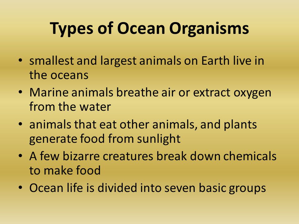 Types of Ocean Organisms smallest and largest animals on Earth live in the oceans Marine animals breathe air or extract oxygen from the water animals that eat other animals, and plants generate food from sunlight A few bizarre creatures break down chemicals to make food Ocean life is divided into seven basic groups