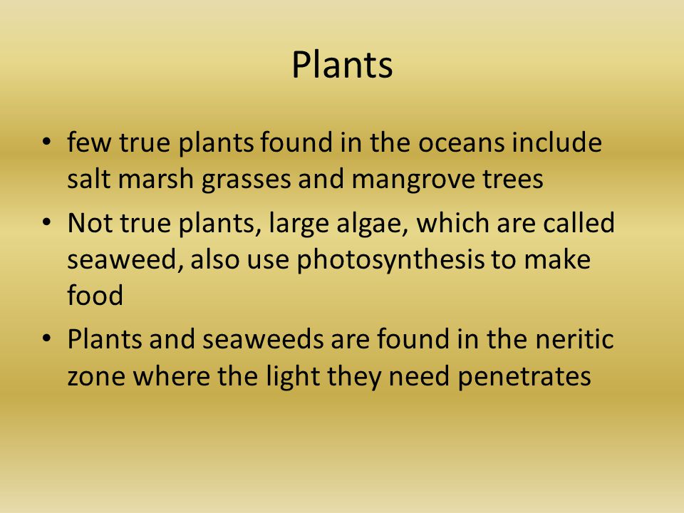 Plants few true plants found in the oceans include salt marsh grasses and mangrove trees Not true plants, large algae, which are called seaweed, also use photosynthesis to make food Plants and seaweeds are found in the neritic zone where the light they need penetrates