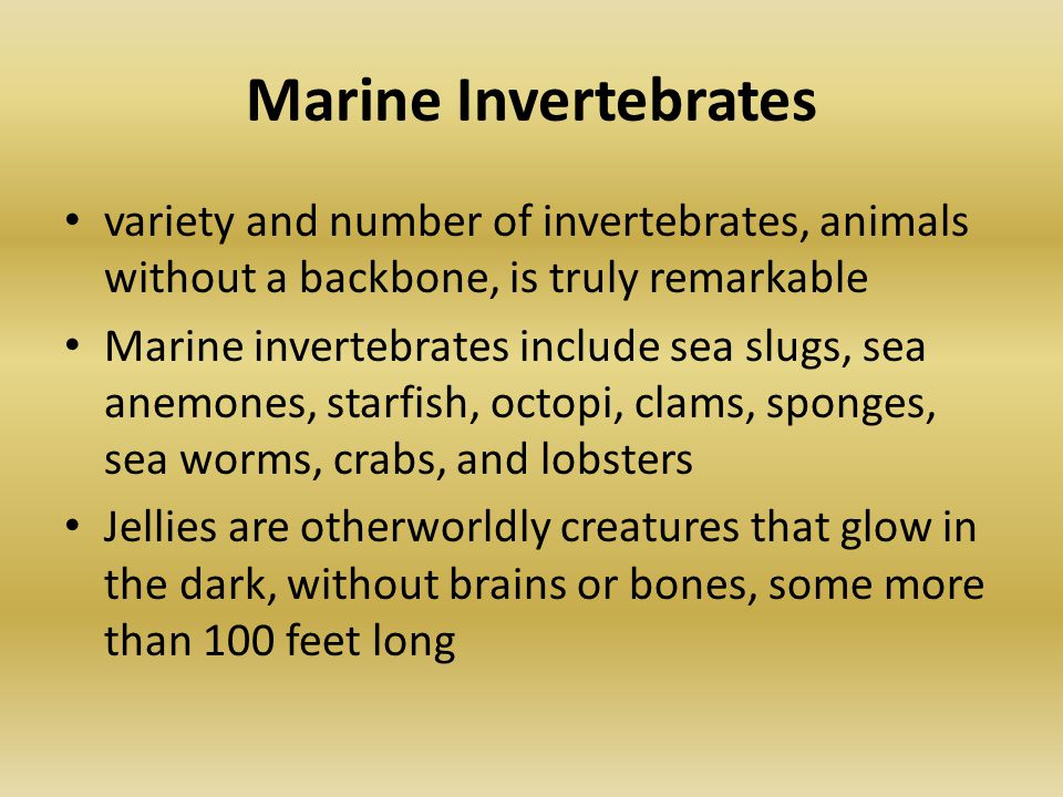 Marine Invertebrates variety and number of invertebrates, animals without a backbone, is truly remarkable Marine invertebrates include sea slugs, sea anemones, starfish, octopi, clams, sponges, sea worms, crabs, and lobsters Jellies are otherworldly creatures that glow in the dark, without brains or bones, some more than 100 feet long