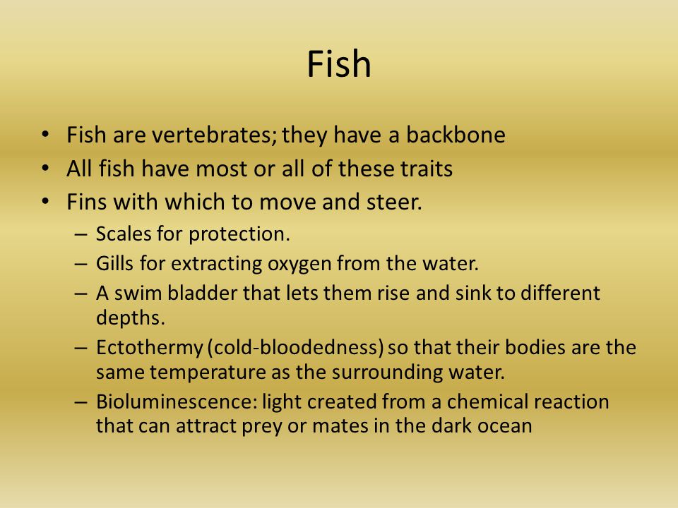 Fish Fish are vertebrates; they have a backbone All fish have most or all of these traits Fins with which to move and steer.