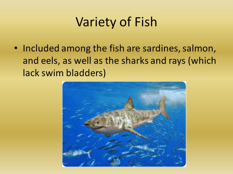 Variety of Fish Included among the fish are sardines, salmon, and eels, as well as the sharks and rays (which lack swim bladders)
