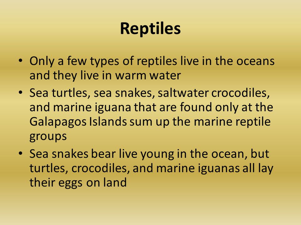 Reptiles Only a few types of reptiles live in the oceans and they live in warm water Sea turtles, sea snakes, saltwater crocodiles, and marine iguana that are found only at the Galapagos Islands sum up the marine reptile groups Sea snakes bear live young in the ocean, but turtles, crocodiles, and marine iguanas all lay their eggs on land