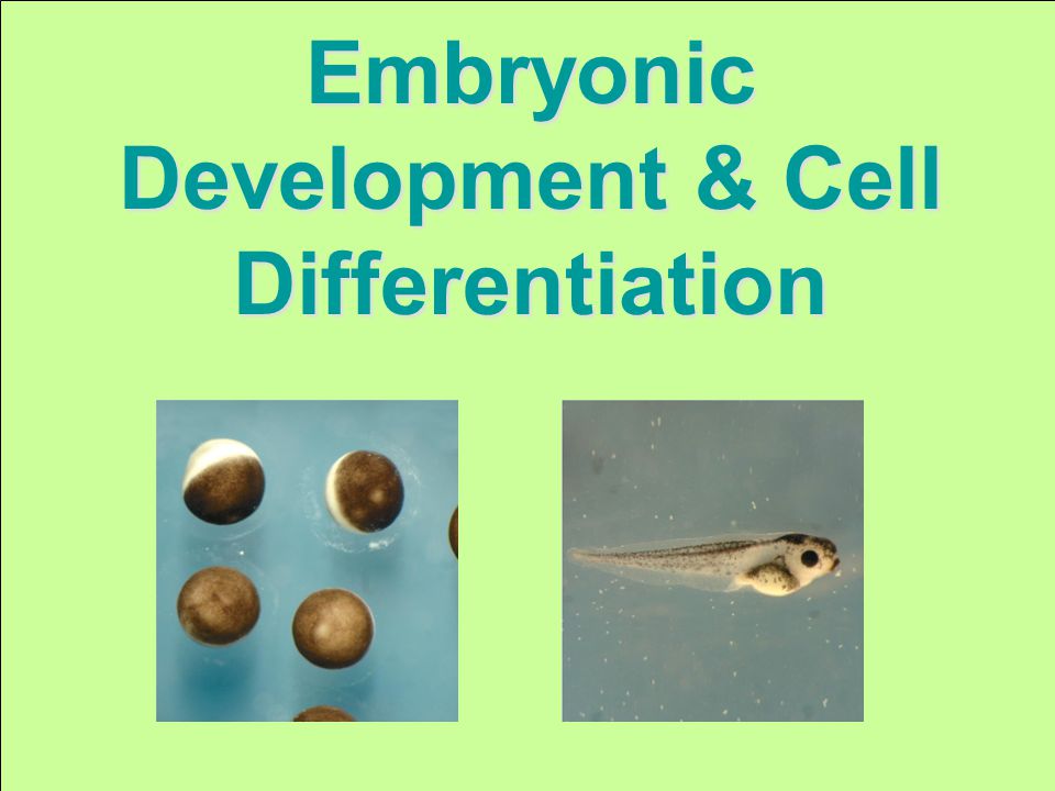 Embryonic Development & Cell Differentiation