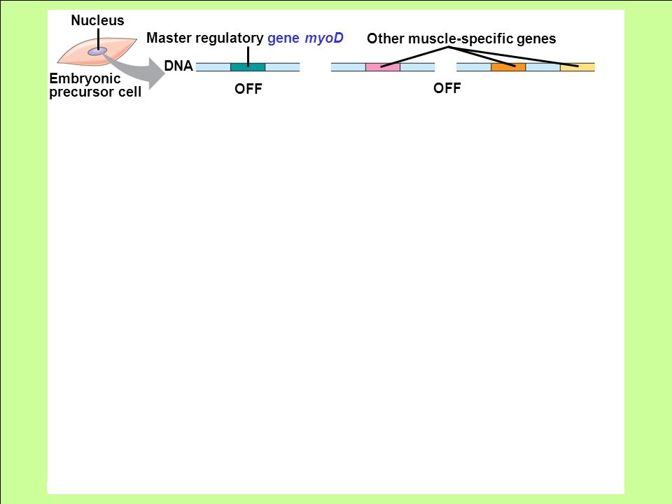 Embryonic precursor cell Nucleus OFF DNA Master regulatory gene myoD Other muscle-specific genes OFF