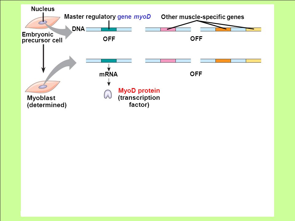 Embryonic precursor cell Nucleus OFF DNA Master regulatory gene myoD Other muscle-specific genes OFF mRNA MyoD protein (transcription factor) Myoblast (determined)