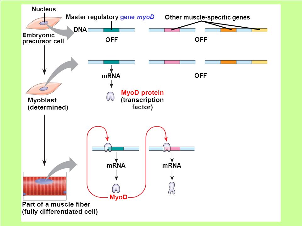 Embryonic precursor cell Nucleus OFF DNA Master regulatory gene myoD Other muscle-specific genes OFF mRNA MyoD protein (transcription factor) Myoblast (determined) mRNA Part of a muscle fiber (fully differentiated cell) MyoD