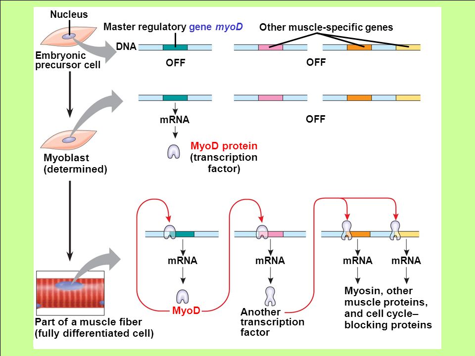 Embryonic precursor cell Nucleus OFF DNA Master regulatory gene myoD Other muscle-specific genes OFF mRNA MyoD protein (transcription factor) Myoblast (determined) mRNA Myosin, other muscle proteins, and cell cycle– blocking proteins Part of a muscle fiber (fully differentiated cell) MyoD Another transcription factor