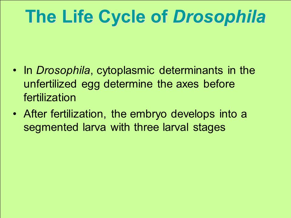 The Life Cycle of Drosophila In Drosophila, cytoplasmic determinants in the unfertilized egg determine the axes before fertilization After fertilization, the embryo develops into a segmented larva with three larval stages