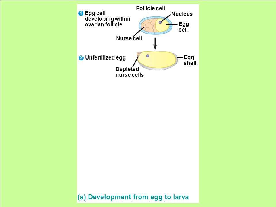 Follicle cell Nucleus Egg cell Nurse cell Egg cell developing within ovarian follicle Unfertilized egg Depleted nurse cells Egg shell (a) Development from egg to larva 1 2 4