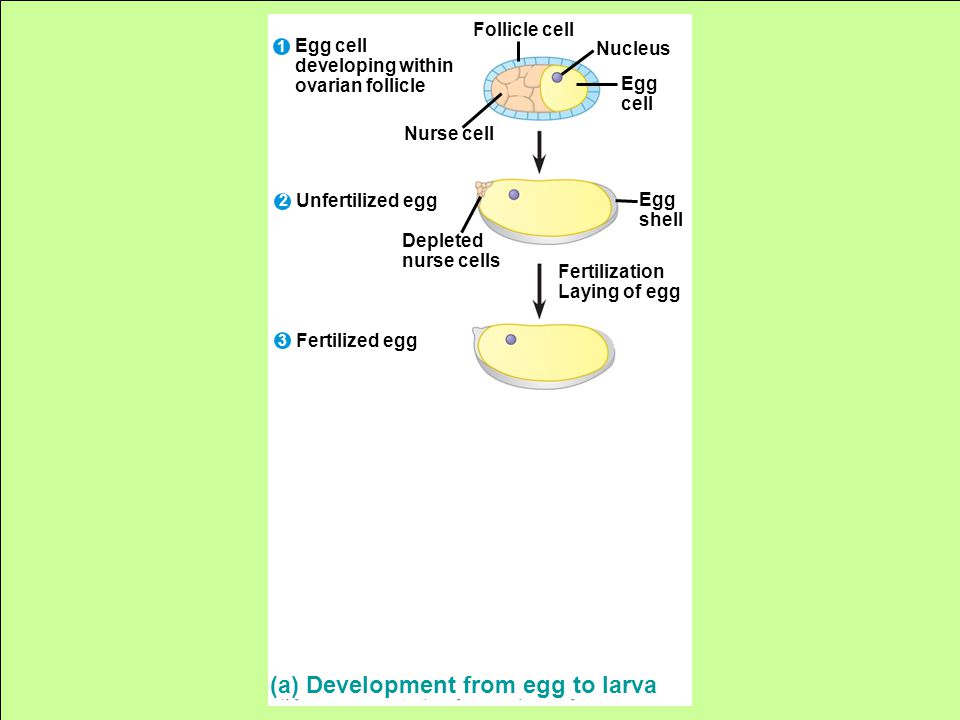 Follicle cell Nucleus Egg cell Nurse cell Egg cell developing within ovarian follicle Unfertilized egg Fertilized egg Depleted nurse cells Egg shell Fertilization Laying of egg (a) Development from egg to larva 1 2 3