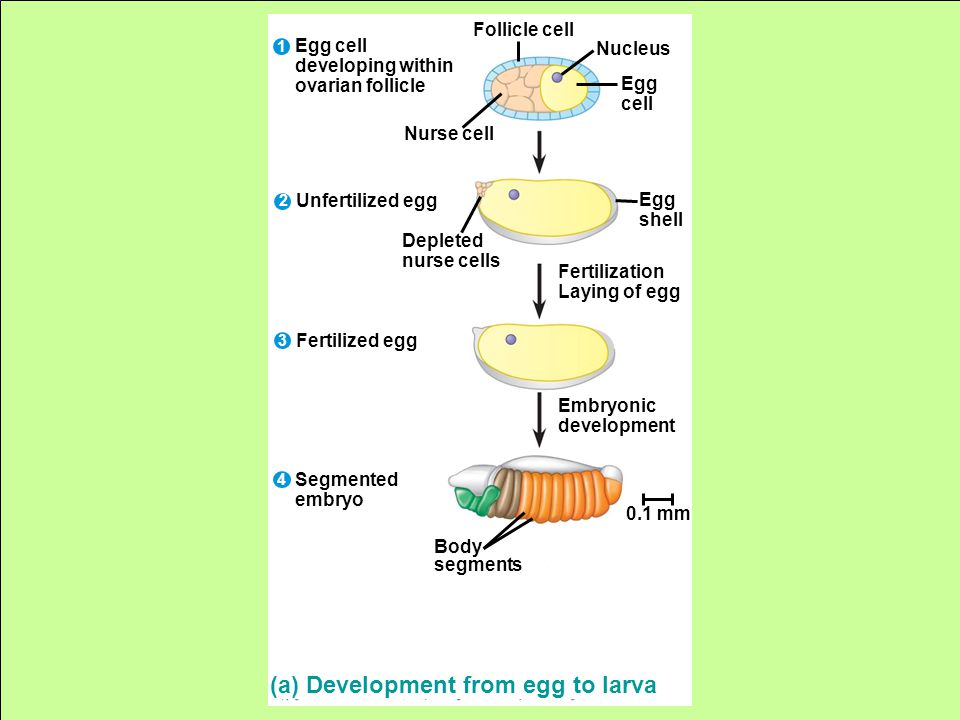 Follicle cell Nucleus Egg cell Nurse cell Egg cell developing within ovarian follicle Unfertilized egg Fertilized egg Depleted nurse cells Egg shell Fertilization Laying of egg Body segments Embryonic development 0.1 mm Segmented embryo (a) Development from egg to larva