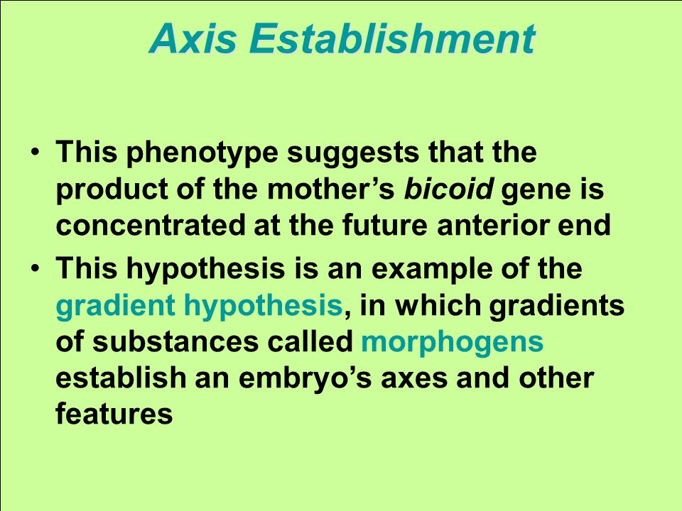 Axis Establishment This phenotype suggests that the product of the mother’s bicoid gene is concentrated at the future anterior end This hypothesis is an example of the gradient hypothesis, in which gradients of substances called morphogens establish an embryo’s axes and other features