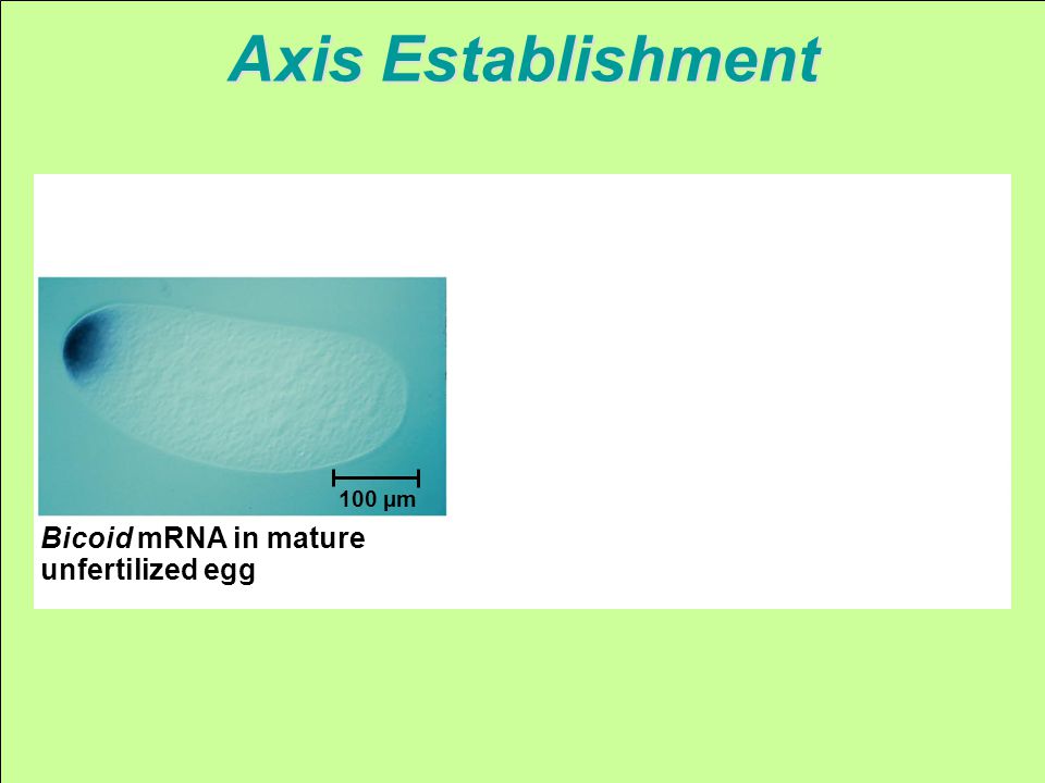 Bicoid mRNA in mature unfertilized egg 100 µm Axis Establishment
