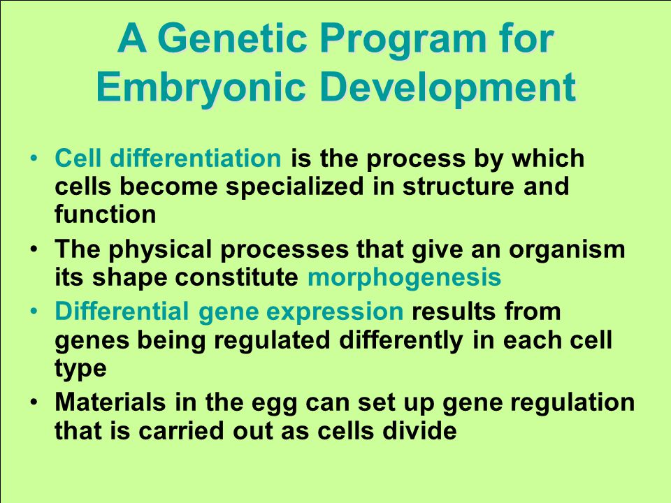 Cell differentiation is the process by which cells become specialized in structure and function The physical processes that give an organism its shape constitute morphogenesis Differential gene expression results from genes being regulated differently in each cell type Materials in the egg can set up gene regulation that is carried out as cells divide