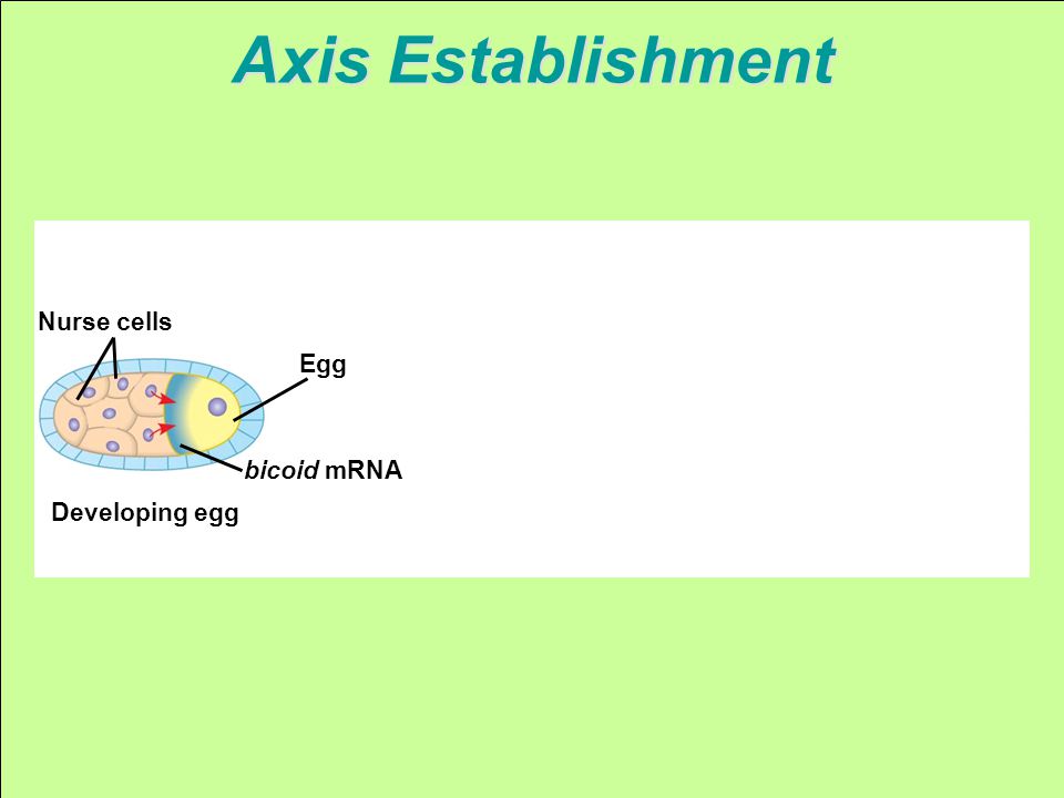 bicoid mRNA Nurse cells Egg Developing egg
