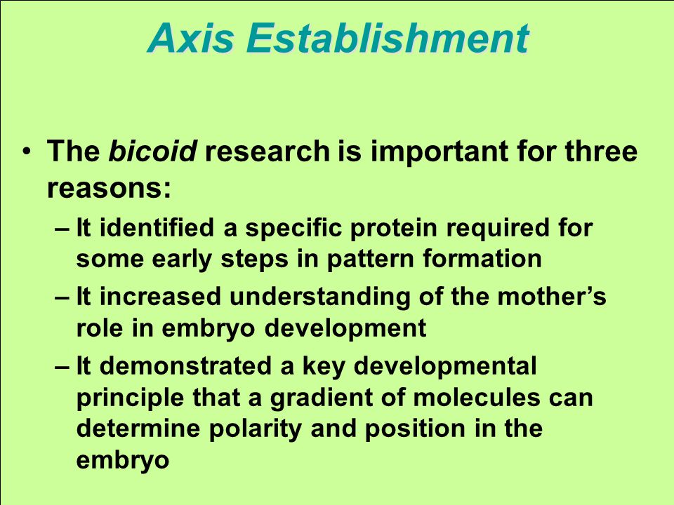 The bicoid research is important for three reasons: –It identified a specific protein required for some early steps in pattern formation –It increased understanding of the mother’s role in embryo development –It demonstrated a key developmental principle that a gradient of molecules can determine polarity and position in the embryo Axis Establishment