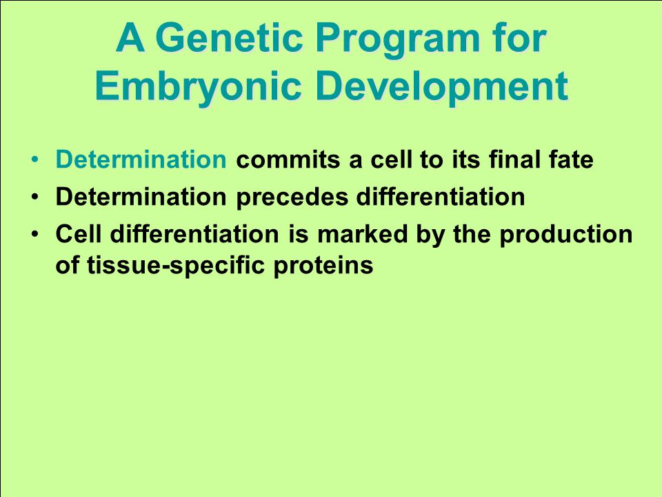 A Genetic Program for Embryonic Development Determination commits a cell to its final fate Determination precedes differentiation Cell differentiation is marked by the production of tissue-specific proteins