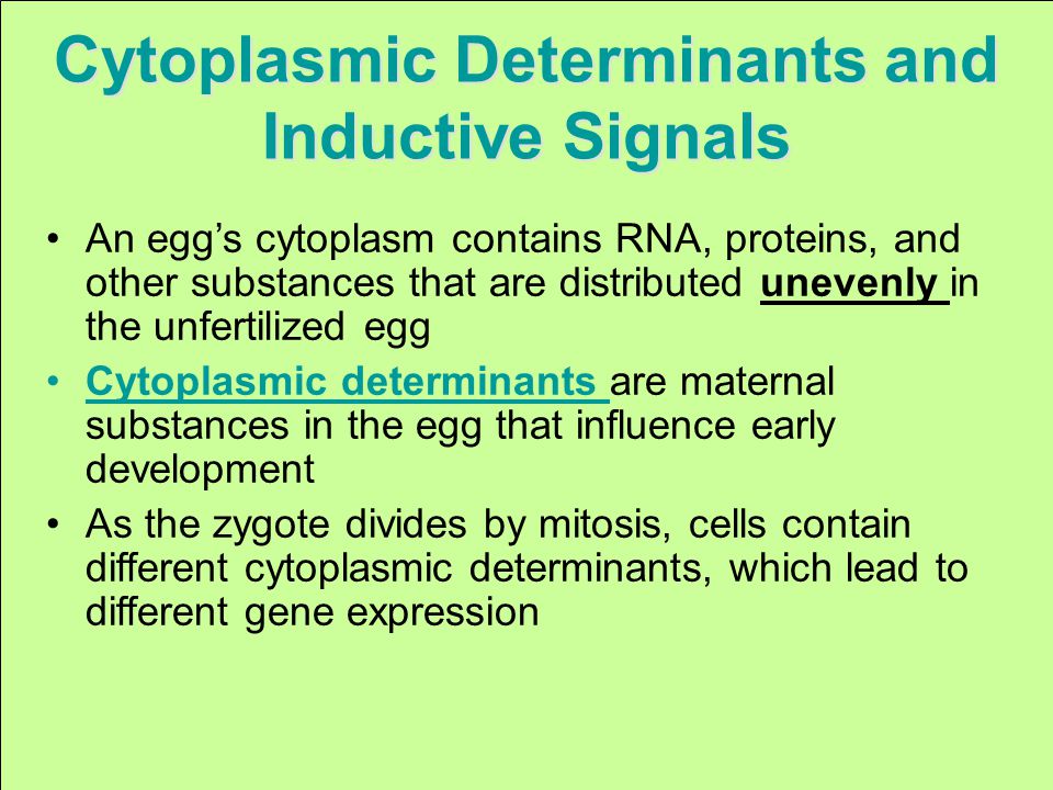 Cytoplasmic Determinants and Inductive Signals An egg’s cytoplasm contains RNA, proteins, and other substances that are distributed unevenly in the unfertilized egg Cytoplasmic determinants are maternal substances in the egg that influence early development As the zygote divides by mitosis, cells contain different cytoplasmic determinants, which lead to different gene expression