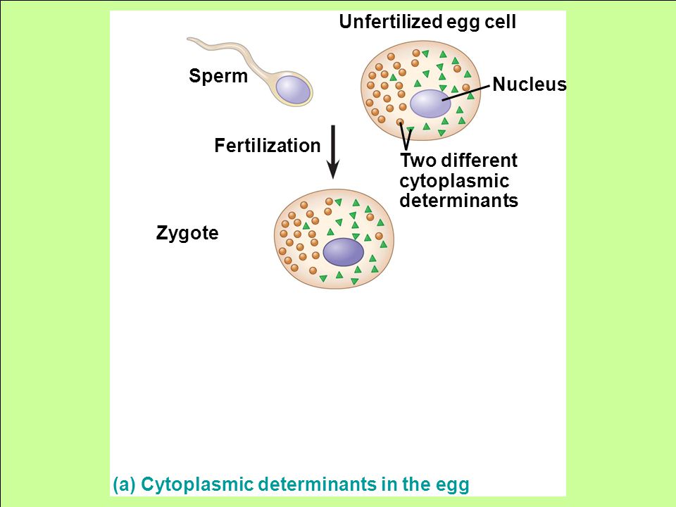 (a) Cytoplasmic determinants in the egg Two different cytoplasmic determinants Unfertilized egg cell Sperm Fertilization Zygote Nucleus