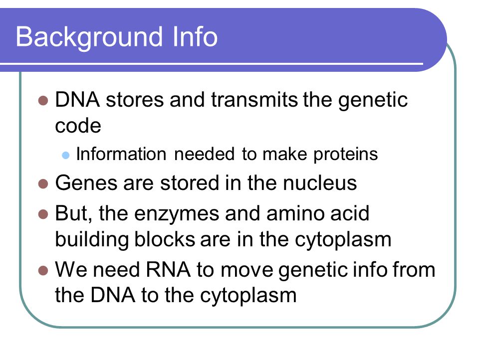 Background Info DNA stores and transmits the genetic code Information needed to make proteins Genes are stored in the nucleus But, the enzymes and amino acid building blocks are in the cytoplasm We need RNA to move genetic info from the DNA to the cytoplasm