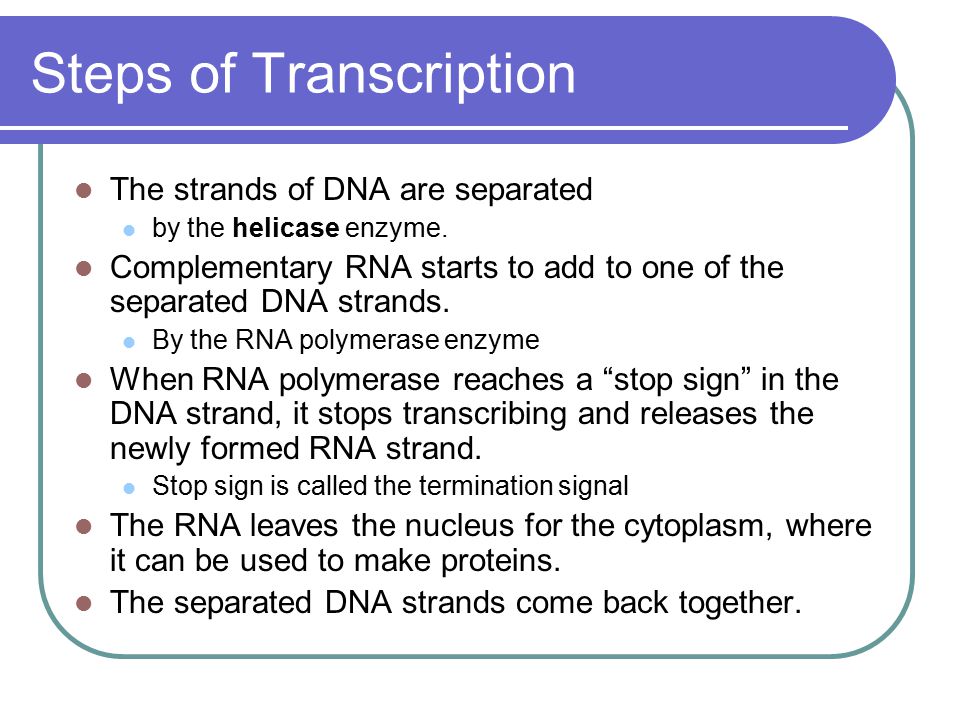 Steps of Transcription The strands of DNA are separated by the helicase enzyme.