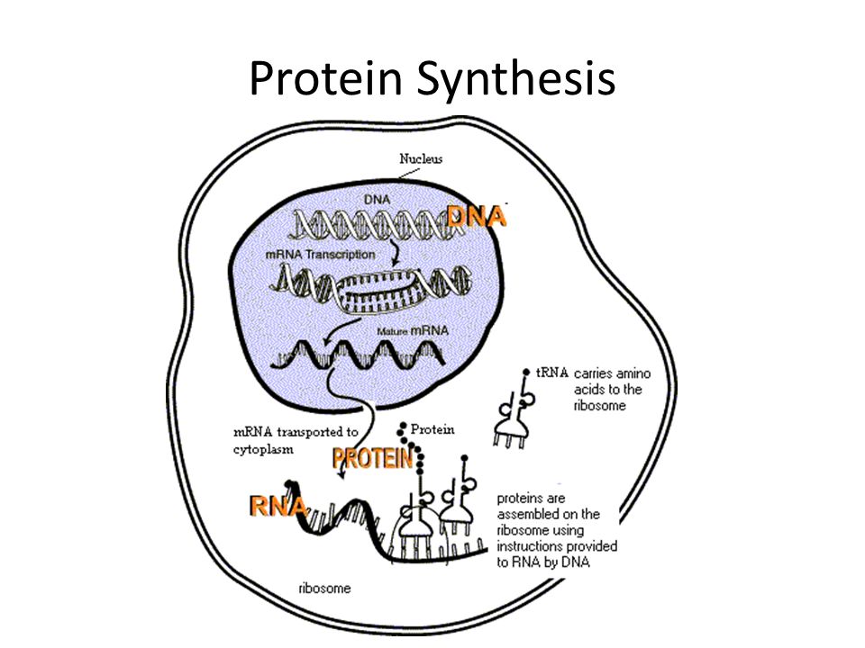 two steps of protein synthesis two steps of protein synthesis